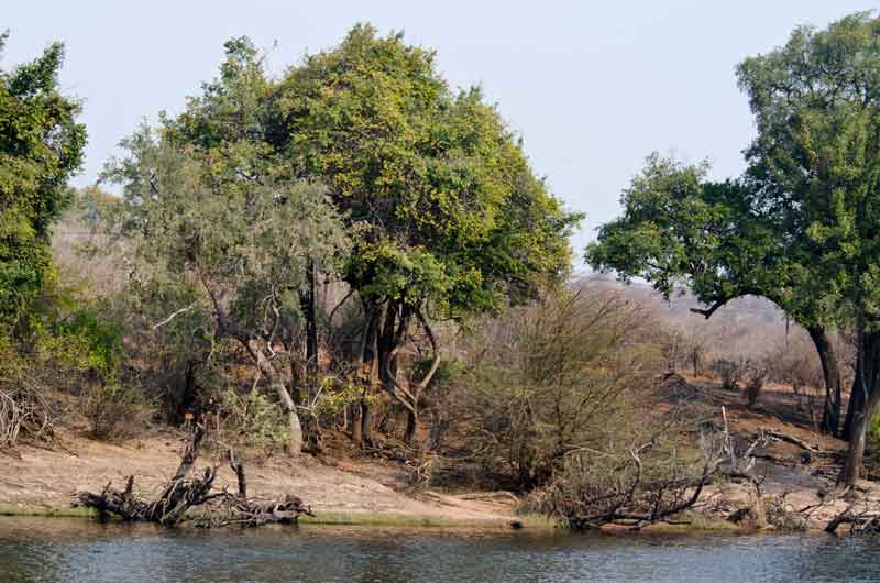 14 - Botswana - parque nacional de Chobe - paisaje